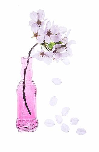 Maryland-Bethesda Pink vase with cherry blossoms Art Print